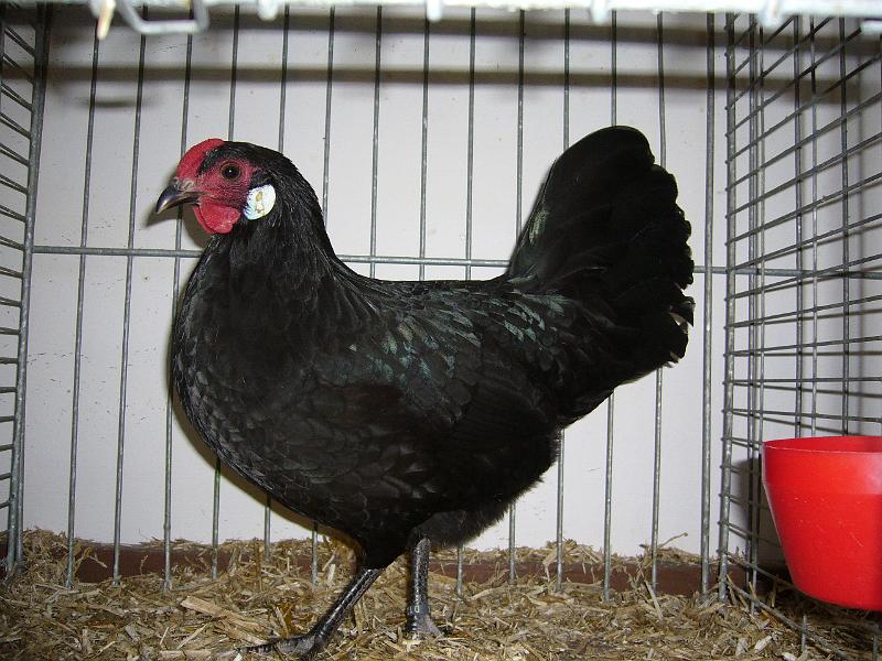 Delbrueck 2008 154.jpg - Zwerg Rheinländer schwarz von Hermann-Josef Schier Preis HV 96 SE